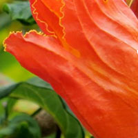 My Orange Flower Picture in Adobe XD